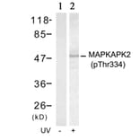 Western blot - MAPKAPK-2 (Phospho-Thr334) Antibody from Signalway Antibody (11308) - Antibodies.com