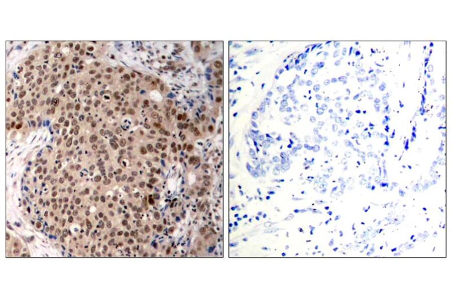 Immunohistochemistry - MAPKAPK-2 (Phospho-Thr334) Antibody from Signalway Antibody (11308) - Antibodies.com