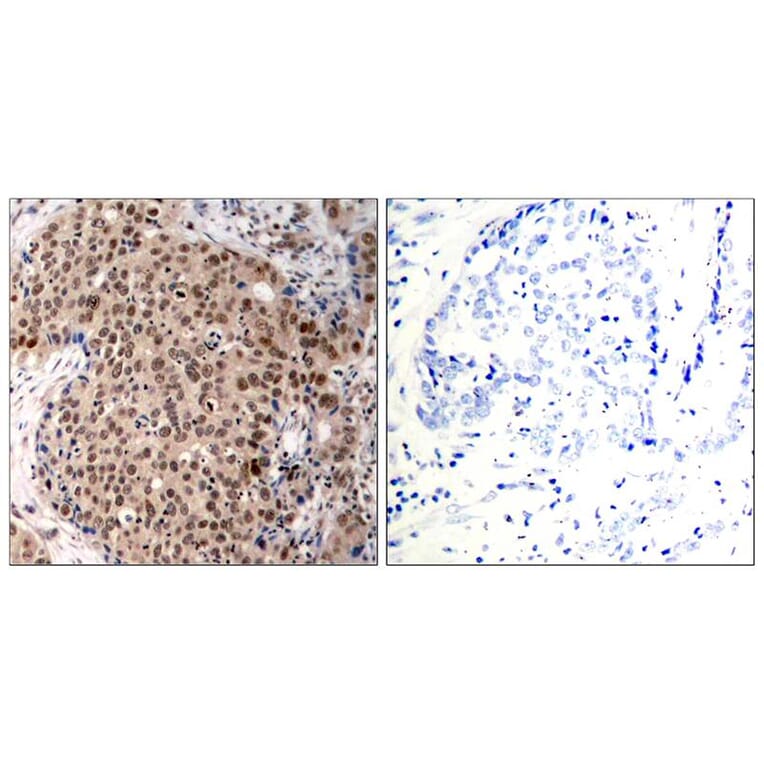 Immunohistochemistry - MAPKAPK-2 (Phospho-Thr334) Antibody from Signalway Antibody (11308) - Antibodies.com
