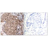 Immunohistochemistry - MAPKAPK-2 (Phospho-Thr334) Antibody from Signalway Antibody (11308) - Antibodies.com