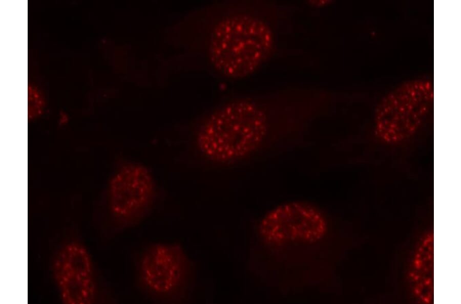 Immunofluorescence - MAPKAPK-2 (Phospho-Thr334) Antibody from Signalway Antibody (11308) - Antibodies.com