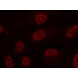 Immunofluorescence - MAPKAPK-2 (Phospho-Thr334) Antibody from Signalway Antibody (11308) - Antibodies.com