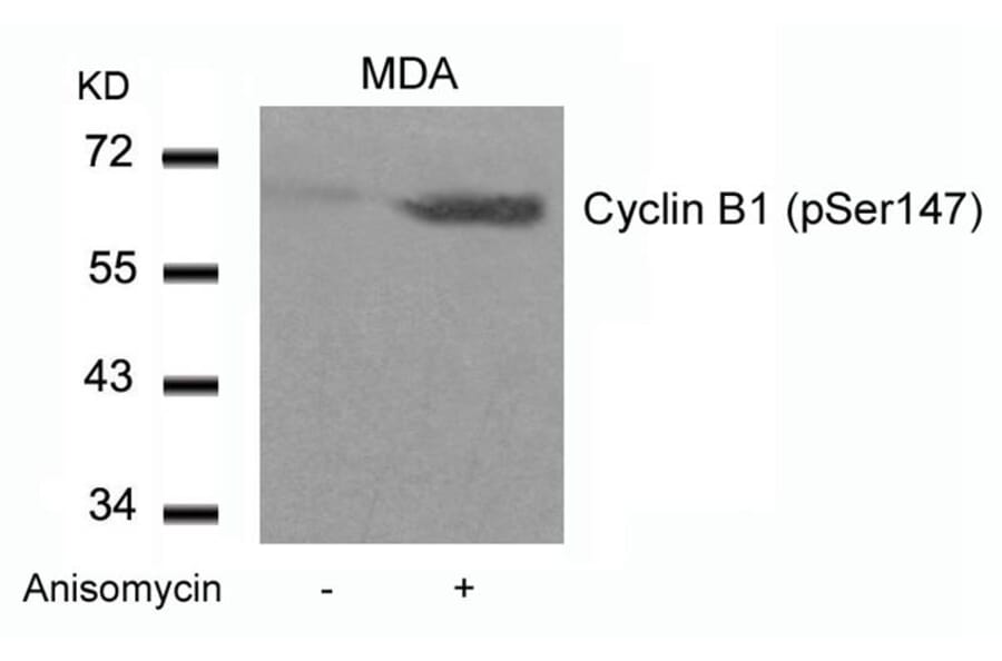 Western blot - Cyclin B1 (phospho-Ser147) Antibody from Signalway Antibody (11540) - Antibodies.com