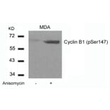 Western blot - Cyclin B1 (phospho-Ser147) Antibody from Signalway Antibody (11540) - Antibodies.com