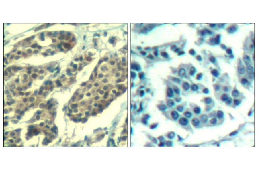 Immunohistochemistry - Cyclin B1 (phospho-Ser147) Antibody from Signalway Antibody (11540) - Antibodies.com