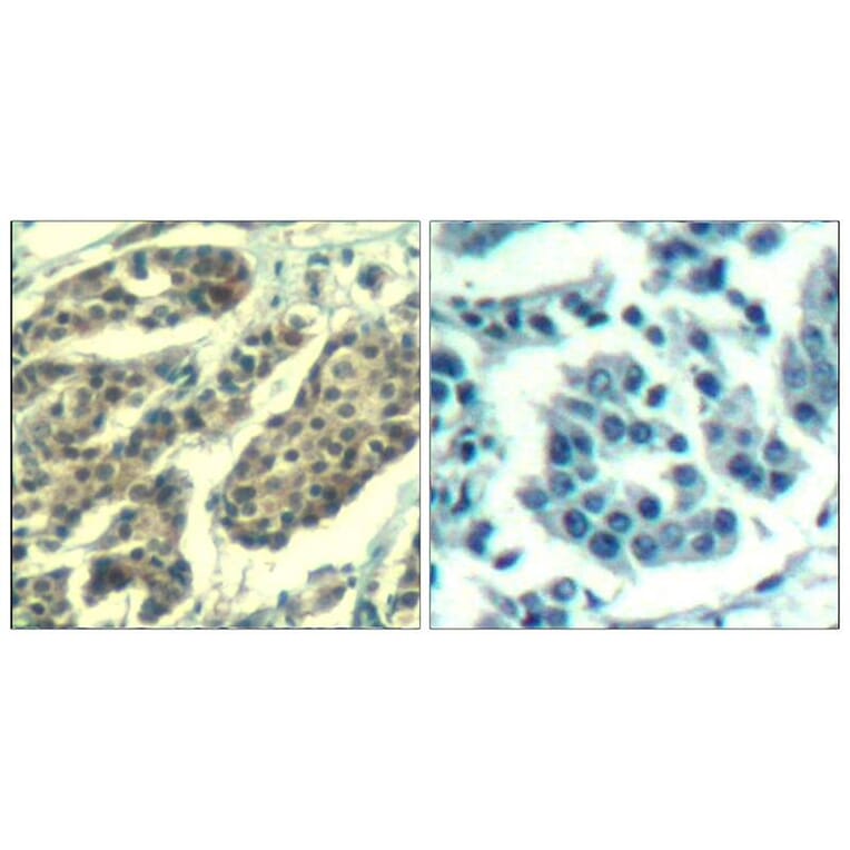 Immunohistochemistry - Cyclin B1 (phospho-Ser147) Antibody from Signalway Antibody (11540) - Antibodies.com