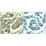 Immunohistochemistry - Cyclin B1 (phospho-Ser147) Antibody from Signalway Antibody (11540) - Antibodies.com