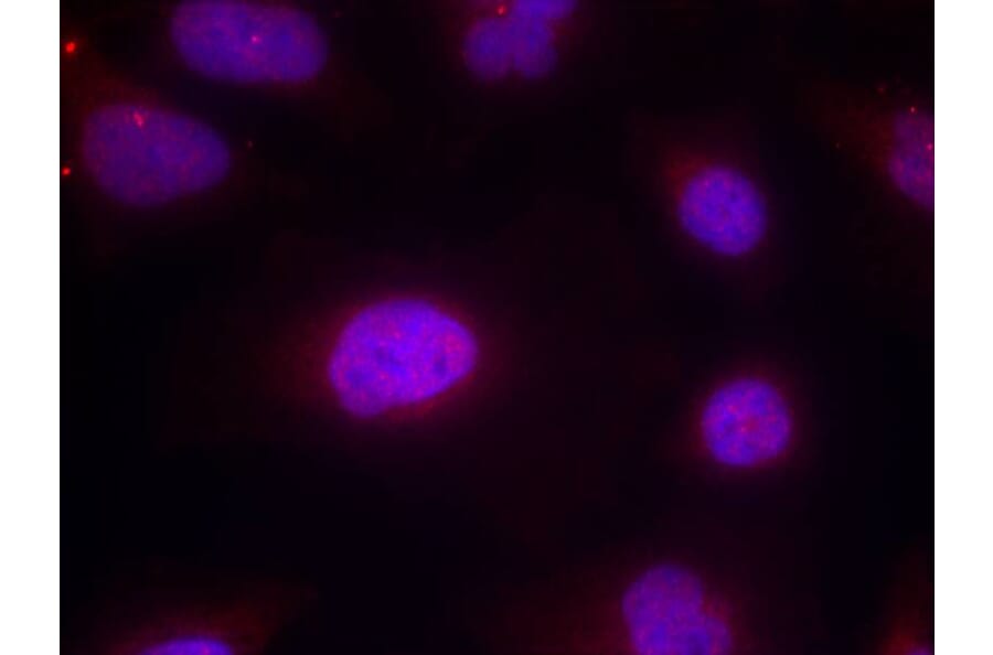 Immunofluorescence - Cyclin B1 (phospho-Ser147) Antibody from Signalway Antibody (11540) - Antibodies.com