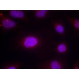 Immunofluorescence - Cyclin B1 (phospho-Ser147) Antibody from Signalway Antibody (11540) - Antibodies.com