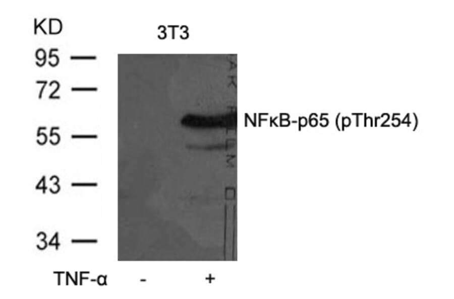 Western blot - NFkB-p65 (Phospho-Thr254) Antibody from Signalway Antibody (11010) - Antibodies.com