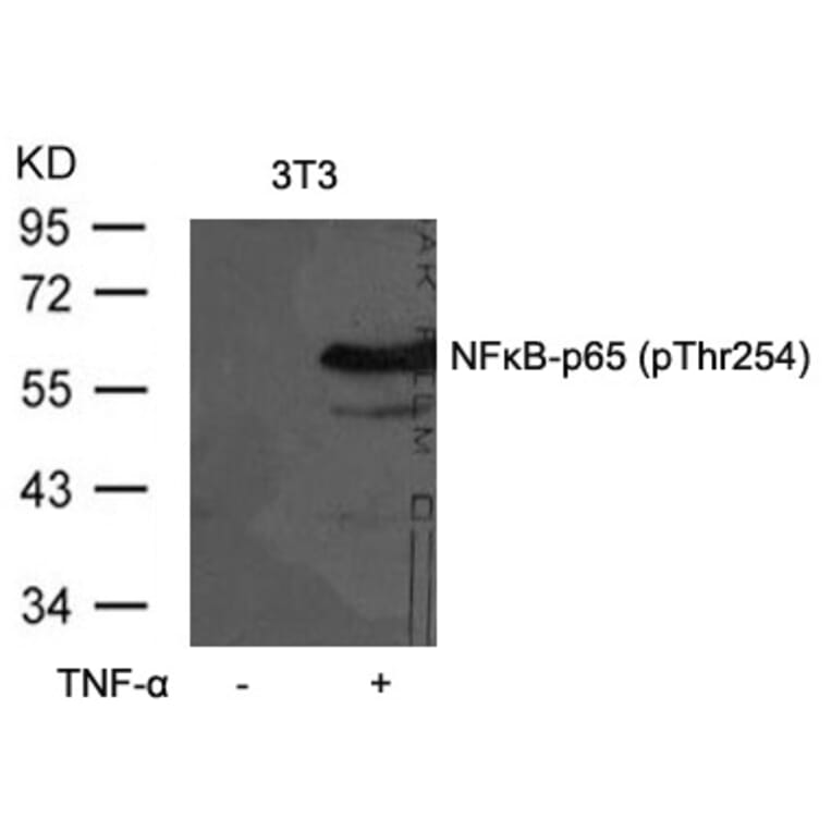 Western blot - NFkB-p65 (Phospho-Thr254) Antibody from Signalway Antibody (11010) - Antibodies.com