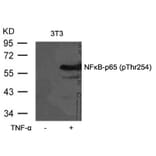 Western blot - NFkB-p65 (Phospho-Thr254) Antibody from Signalway Antibody (11010) - Antibodies.com