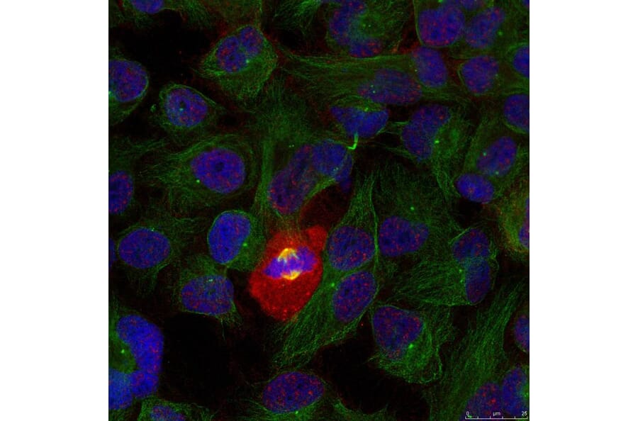Immunofluorescence - NFkB-p65 (Phospho-Thr254) Antibody from Signalway Antibody (11010) - Antibodies.com