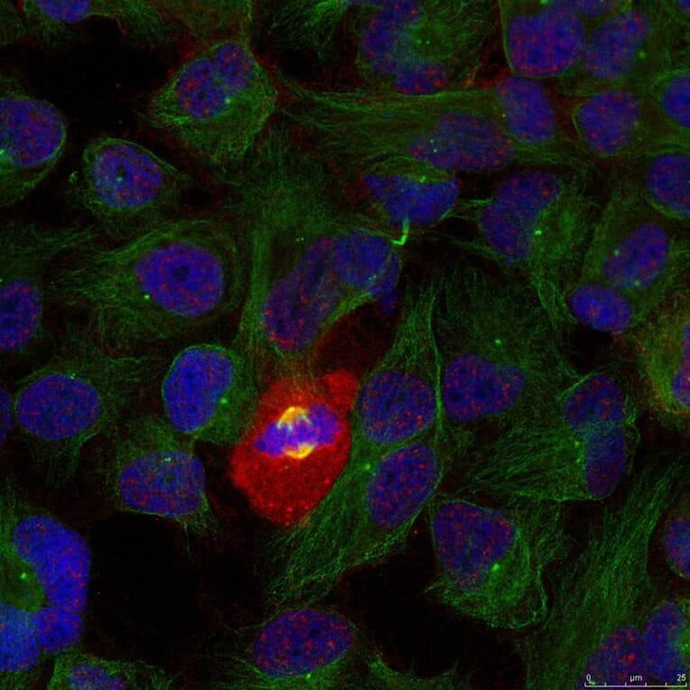 Immunofluorescence - NFkB-p65 (Phospho-Thr254) Antibody from Signalway Antibody (11010) - Antibodies.com