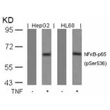 Western blot - NFkB-p65 (Phospho-Ser536) Antibody from Signalway Antibody (11014) - Antibodies.com