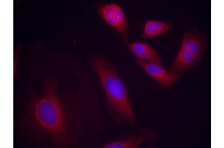 Immunofluorescence - NFkB-p65 (Phospho-Ser536) Antibody from Signalway Antibody (11014) - Antibodies.com