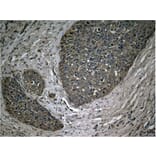 Immunohistochemistry - NFkB-p65 (Phospho-Ser536) Antibody from Signalway Antibody (11014) - Antibodies.com