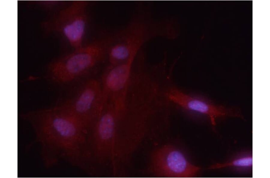 Immunofluorescence - NFkB-p65 (Phospho-Ser536) Antibody from Signalway Antibody (11014) - Antibodies.com