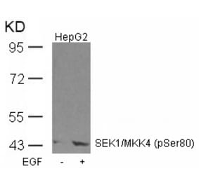 Western blot - SEK1/MKK4 (Phospho-Ser80) Antibody from Signalway Antibody (11177) - Antibodies.com