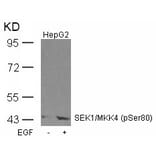Western blot - SEK1/MKK4 (Phospho-Ser80) Antibody from Signalway Antibody (11177) - Antibodies.com