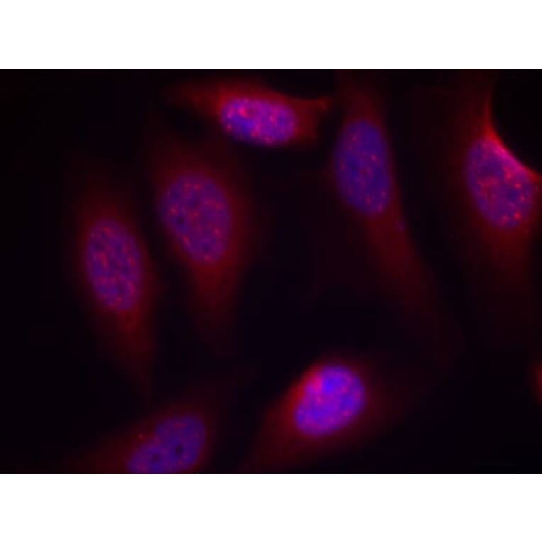 Immunofluorescence - SEK1/MKK4 (Phospho-Ser80) Antibody from Signalway Antibody (11177) - Antibodies.com