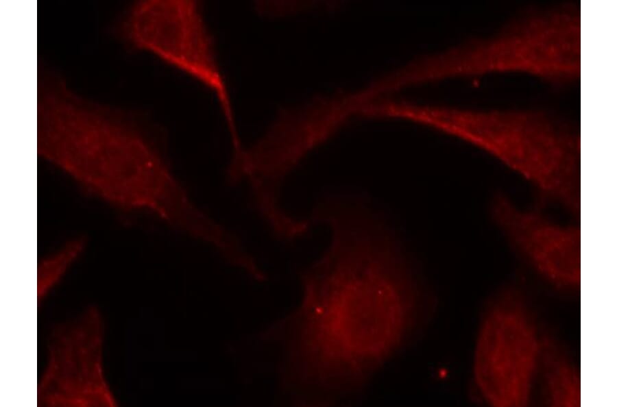 Immunofluorescence - NFkB-p65 (Phospho-Ser529) Antibody from Signalway Antibody (11217) - Antibodies.com