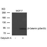 Western blot - b-Catenin (Phospho-Ser33) Antibody from Signalway Antibody (11218) - Antibodies.com
