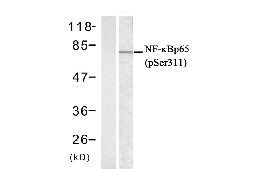 Western blot - NFκB-p65 (phospho-Ser311) Antibody from Signalway Antibody (11260) - Antibodies.com