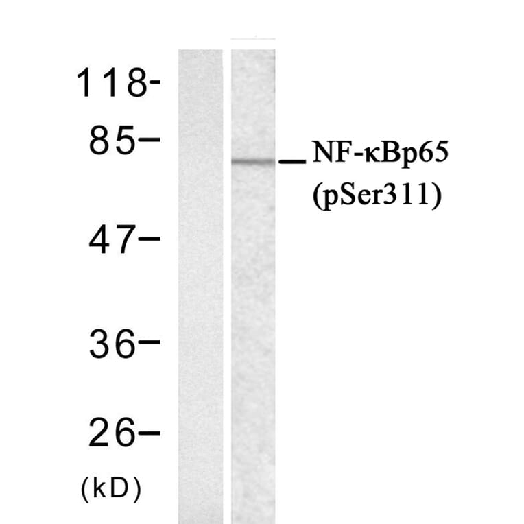 Western blot - NFκB-p65 (phospho-Ser311) Antibody from Signalway Antibody (11260) - Antibodies.com