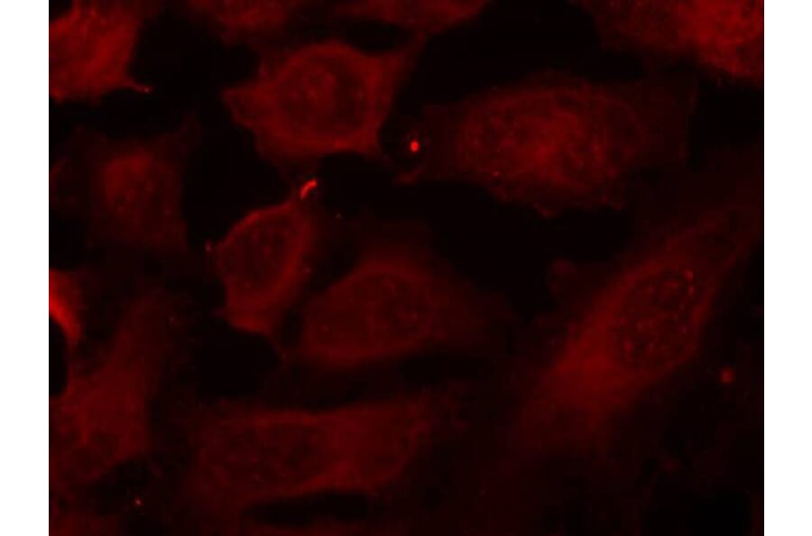 Immunofluorescence - p56Dok-2 (Phospho-Tyr299) Antibody from Signalway Antibody (11278) - Antibodies.com