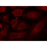 Immunofluorescence - p56Dok-2 (Phospho-Tyr299) Antibody from Signalway Antibody (11278) - Antibodies.com