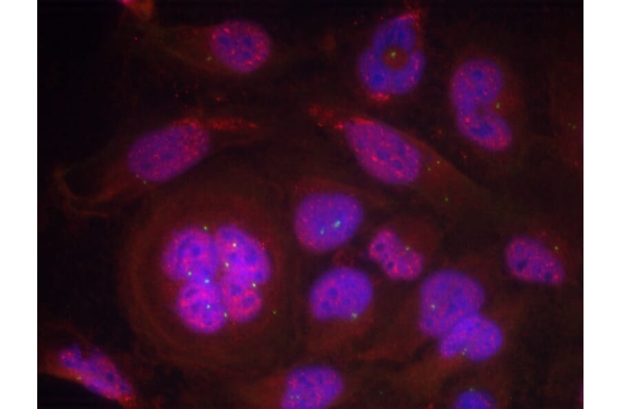 Immunofluorescence - NFκB-p65 (Phospho-Ser276) Antibody from Signalway Antibody (11011) - Antibodies.com