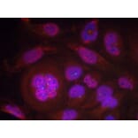 Immunofluorescence - NFκB-p65 (Phospho-Ser276) Antibody from Signalway Antibody (11011) - Antibodies.com