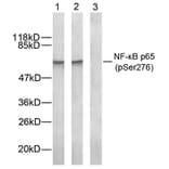 Western blot - NFκB-p65 (Phospho-Ser276) Antibody from Signalway Antibody (11011) - Antibodies.com