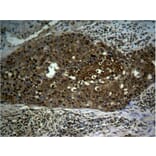 Immunohistochemistry - NFκB-p65 (Phospho-Ser276) Antibody from Signalway Antibody (11011) - Antibodies.com