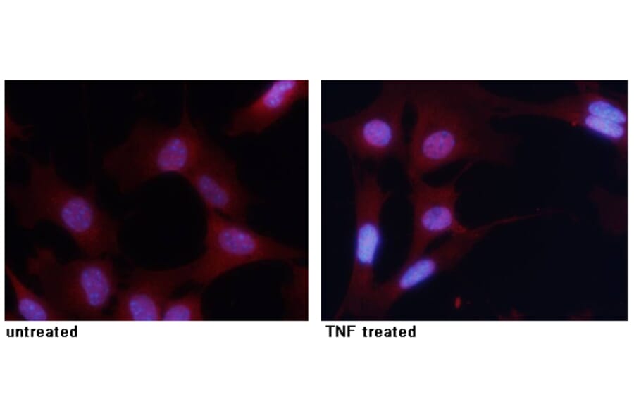 Immunofluorescence - NFκB-p65 (Phospho-Ser276) Antibody from Signalway Antibody (11011) - Antibodies.com