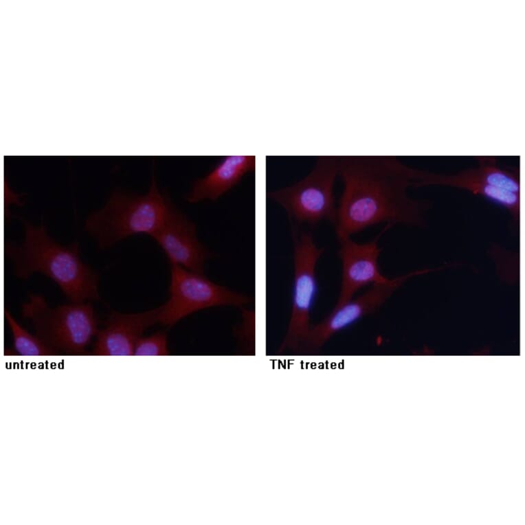 Immunofluorescence - NFκB-p65 (Phospho-Ser276) Antibody from Signalway Antibody (11011) - Antibodies.com