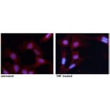 Immunofluorescence - NFκB-p65 (Phospho-Ser276) Antibody from Signalway Antibody (11011) - Antibodies.com