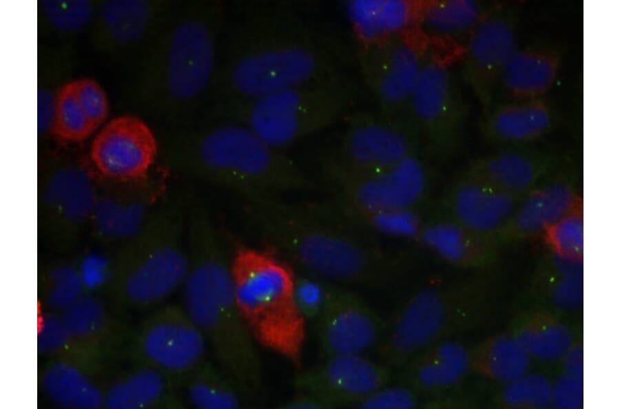 Immunofluorescence - NFkB-p65 (Phospho-Thr435) Antibody from Signalway Antibody (11012) - Antibodies.com