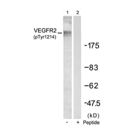Western blot - VEGFR2 (Phospho-Tyr1214) Antibody from Signalway Antibody (11085) - Antibodies.com