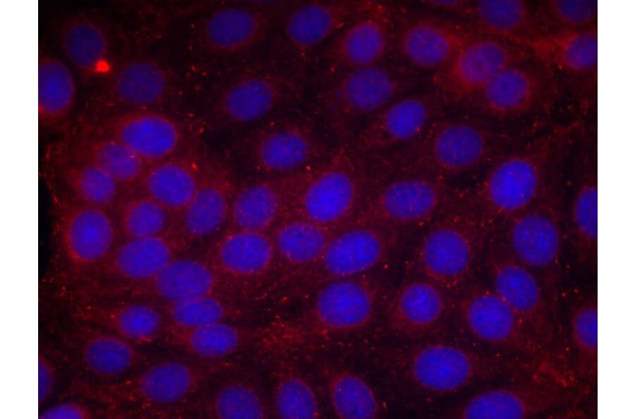 Immunofluorescence - VEGFR2 (Phospho-Tyr1214) Antibody from Signalway Antibody (11085) - Antibodies.com