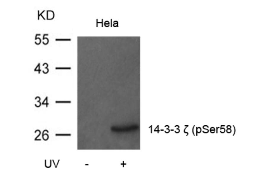Western blot - 14-3-3z (Phospho-Ser58) Antibody from Signalway Antibody (11181) - Antibodies.com