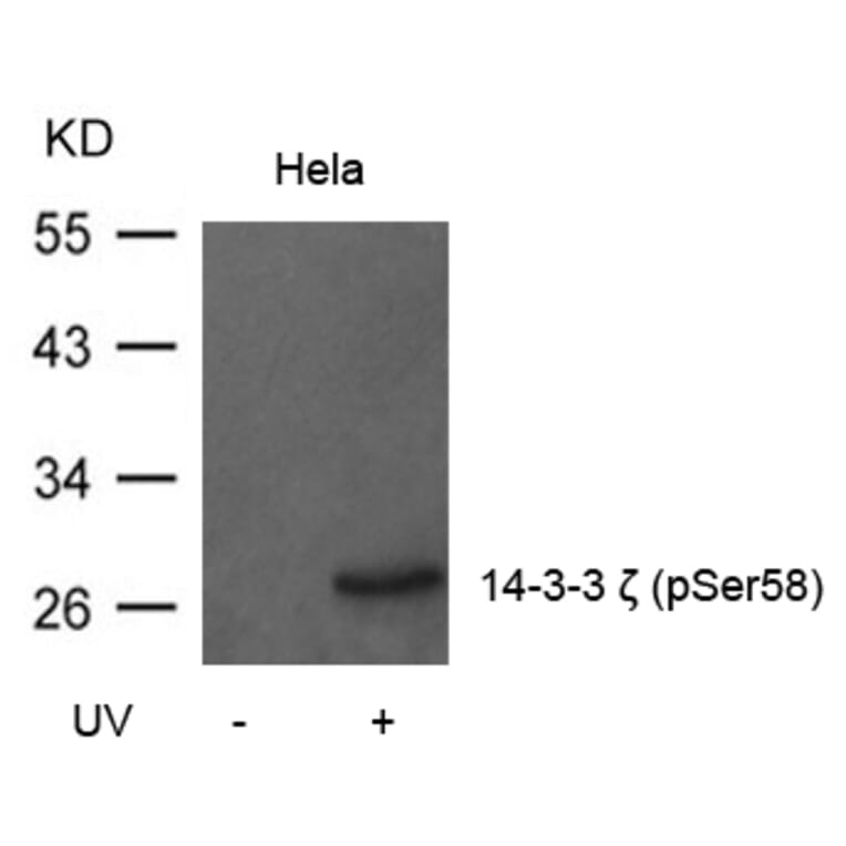 Western blot - 14-3-3z (Phospho-Ser58) Antibody from Signalway Antibody (11181) - Antibodies.com