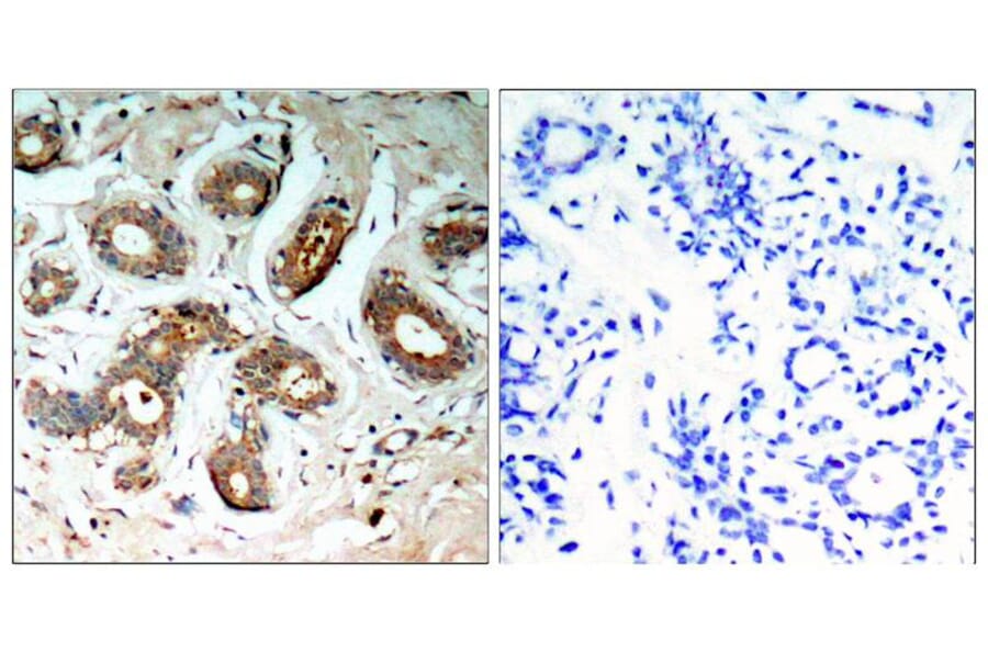 Immunohistochemistry - 14-3-3z (Phospho-Ser58) Antibody from Signalway Antibody (11181) - Antibodies.com