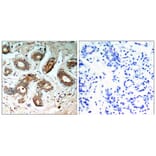 Immunohistochemistry - 14-3-3z (Phospho-Ser58) Antibody from Signalway Antibody (11181) - Antibodies.com