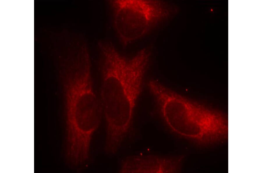 Immunofluorescence - 14-3-3z (Phospho-Ser58) Antibody from Signalway Antibody (11181) - Antibodies.com