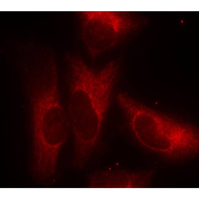 Immunofluorescence - 14-3-3z (Phospho-Ser58) Antibody from Signalway Antibody (11181) - Antibodies.com