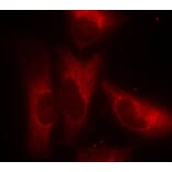 Immunofluorescence - 14-3-3z (Phospho-Ser58) Antibody from Signalway Antibody (11181) - Antibodies.com