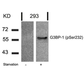 Western blot - G3BP-1 (Phospho-Ser232) Antibody from Signalway Antibody (11082) - Antibodies.com