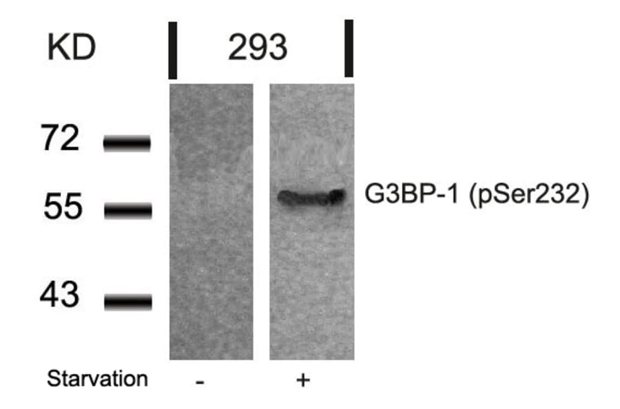 Western blot - G3BP-1 (Phospho-Ser232) Antibody from Signalway Antibody (11082) - Antibodies.com